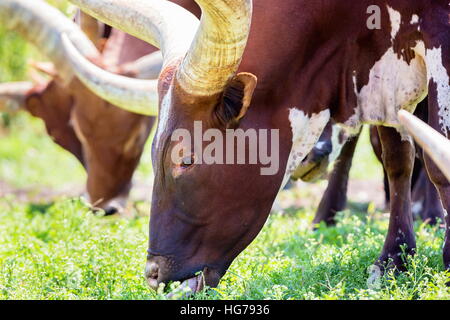 Texas Longhorn in a field in Mexico. Stock Photo