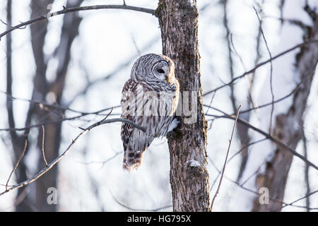 Barred owl in a snowy background. Stock Photo