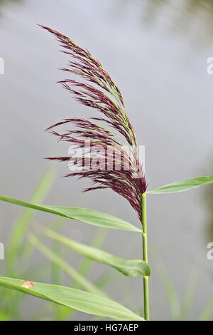 Flowering head of Common Reed (Phragmites australis), Slimbridge, Gloucestershire, England, UK. Stock Photo