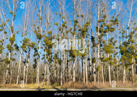 Mistletoe on poplar trees in winter forest near dirt road Stock Photo