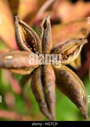 Peony tree seed pod. Stock Photo