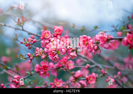 Beautiful pink flowers of the spring flowering Chaenomeles shrub/bush also known as the Flowering Quince Stock Photo
