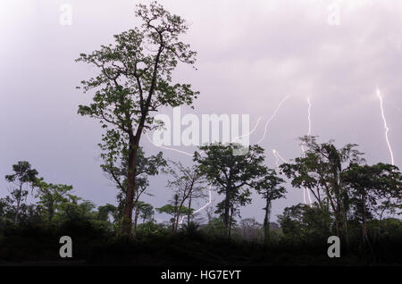 Many lightning strikes during dramatic thunderstorm with rain forest tree silhouettes in foreground, Cameroon, Africa Stock Photo