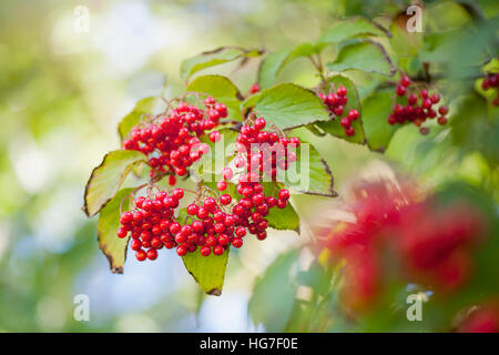 Guelder Rose red berries also known as - Viburnum opulus Stock Photo