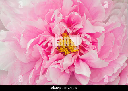 Close-up image of a beautiful pink Peony or Paeony flower Stock Photo