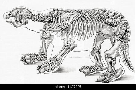 Skeleton of a Megatherium, a genus of elephant-sized ground sloths. From Meyers Lexicon, published 1924. Stock Photo