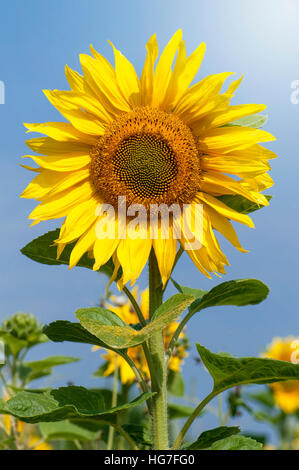 Single bright yellow Sunflower also known as Helianthus annuus Stock Photo