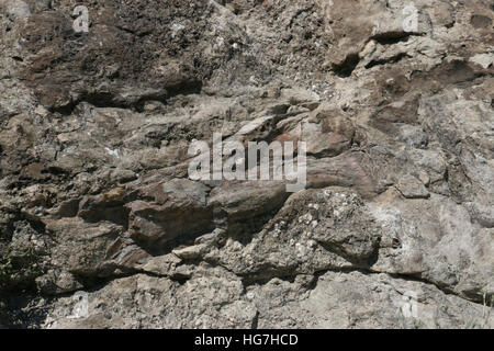 Dinosaur Bone fossil in sandstone rock Dinosaur National Monument Utah Stock Photo