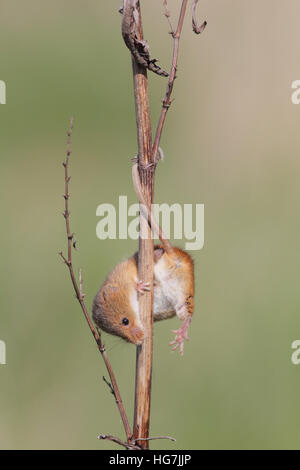 Harvest Mouse (Micromys minutus) climbing down vegetation Stock Photo