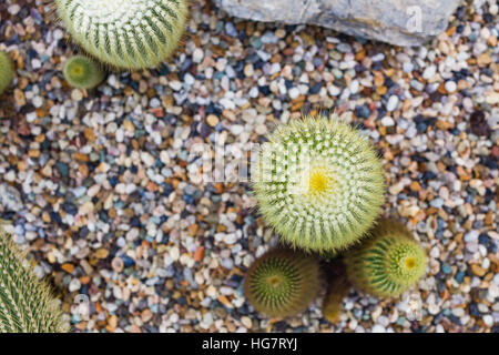 Cactus growing in rock bed, Flower, Plant,  Succulent Plant Stock Photo