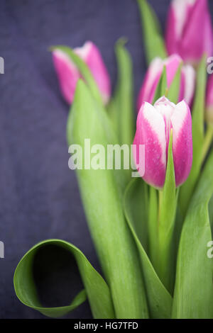 Violet tulips- one is on foreground Stock Photo