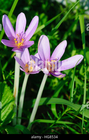 : Meadow saffron (Colchicum autumnale), , Burgenland, Austria Stock Photo