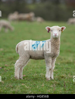lamb in field of sheep Stock Photo