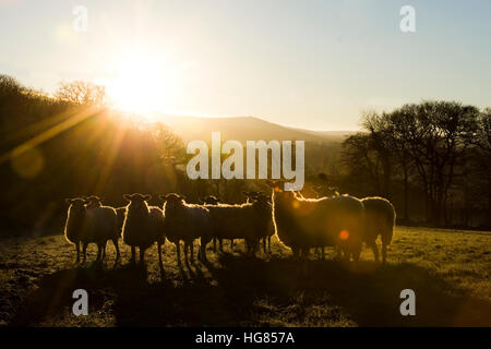 sheep at dawn Stock Photo