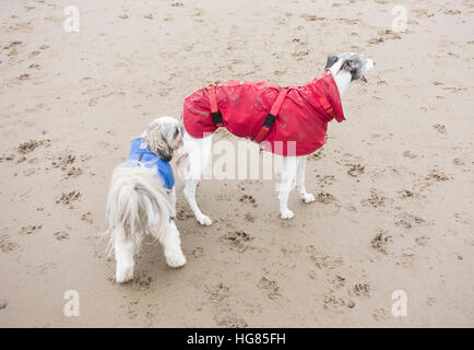 Dog sniffing other dog on beach Stock Photo