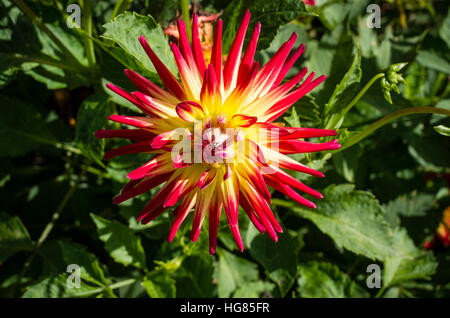 Dahlia Weston Spanish Dancer flowering in September in the UK Stock Photo