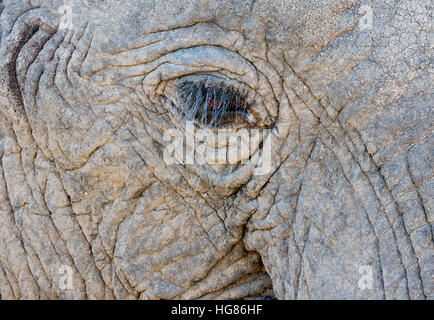 Close up of the eye of an adult African elephant, South Africa Stock Photo