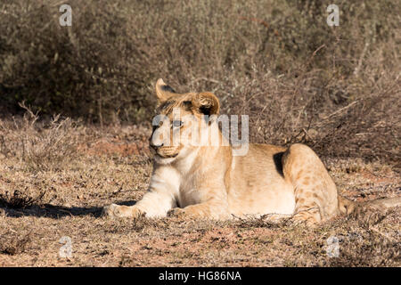 Lion cub ( Panthera Leo ), four months old, South Africa Stock Photo