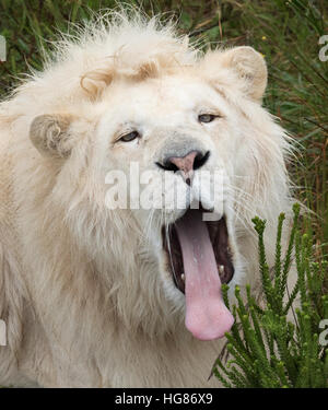 Adult male white lion ( Panthera leo krugeri ), yawning, Tenikwa Wildlife Awareness Centre, South Africa Stock Photo
