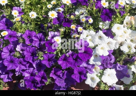 A view of white and purple Petunia flowers in summer time. Stock Photo