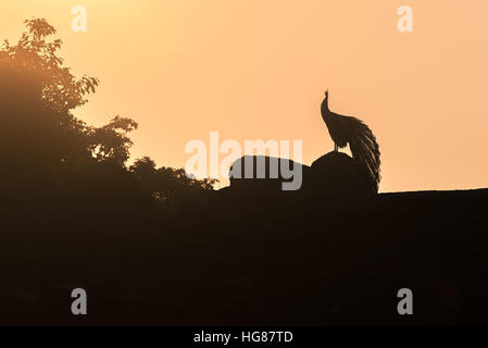 Sri Lanka: silhouette of peacock in Yala National Park Stock Photo