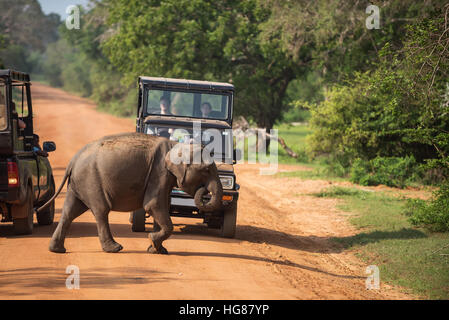 Sri Lanka: wild elephant crossing road in Yala National Park Stock Photo