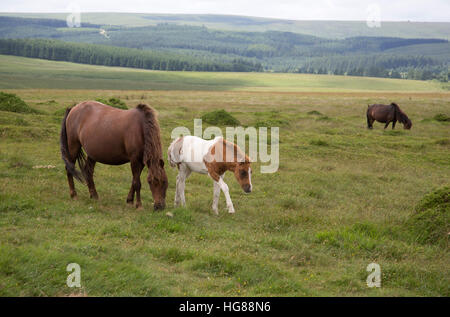 Dartmoor Ponies, single mare and foal grazing on moorland, Dartmoor National Park, Devon, UK Stock Photo