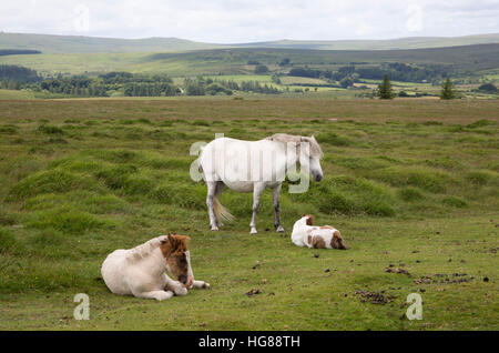 Dartmoor Ponies, single adult female and two foals resting on moorland, Dartmoor National Park, Devon, UK Stock Photo