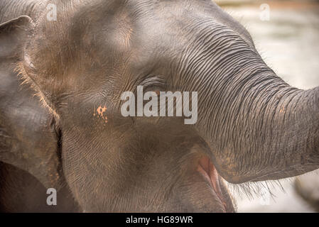 Head of Asian elephant in Sri Lanka Stock Photo