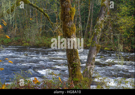 USA, Oregon, Cascade Range, Wildwood Recreation Site, Red alder hangs over the Salmon River, a designated Wild and Scenic River. Stock Photo