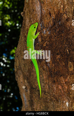 Madagascar Day gecko (Phelsuma madagascariensis grandis), male on tree trunk, Antsohihy, Sofia, Madagascar Stock Photo