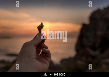 Cropped image of man holding goose barnacles Stock Photo