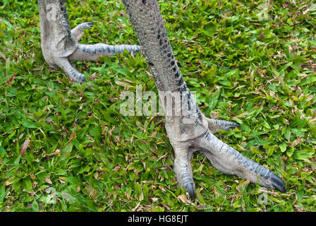Emu strong legs detail, Australia Stock Photo