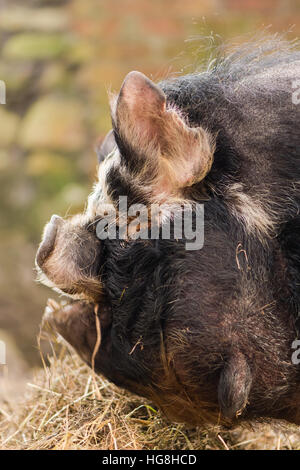 Nose And Mouth Of Kunekune Pig. An Unusual Rare Breed Of Small Pig ...