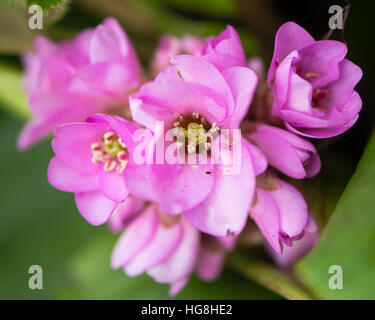 Elephant's ears flowers (Bergenia cordifolia). Bell-shaped pink flowers of evergreen perennial in family Saxifragaceae Stock Photo
