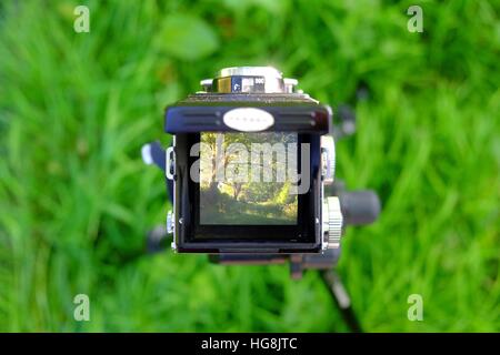 Looking down through a vintage Twin lens camera's waist level viewfinder  at some woodland Stock Photo