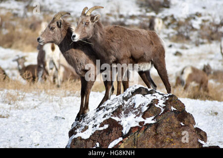 Two bighorn sheep standing on a snowy rock at Oak Creek Feeding Station in Yakima, Washington Stock Photo