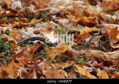 Garter snake in fall leaves Stock Photo