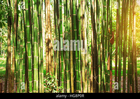 Bamboo green with yellow light in the daytime. Stock Photo