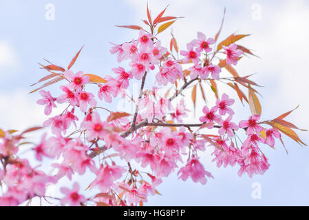 The wild himalayan cherry blossom in North of Thailand Stock Photo