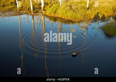 Landscape image with dead calm water reflections and a ripple, reflecting dead trees trunks.  Two people hand in hand shadow. Stock Photo