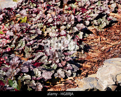 Heuchera 'Silver Scrolls' - alumroot, coral bells Stock Photo