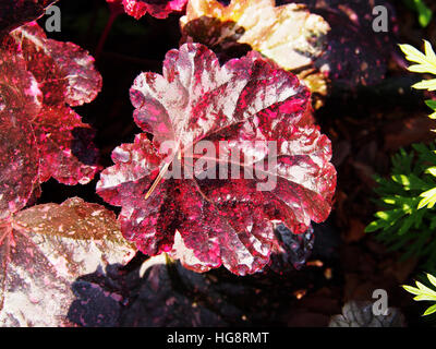 Coral bells, alumroot - Heuchera 'Midnight Rose' Stock Photo