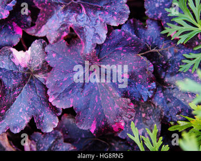 Coral bells, alumroot - Heuchera 'Midnight Rose' Stock Photo