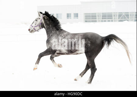 Andalusian thoroughbred gray horse in winter field in motion on the background of the nursery Multicolored horizontal image outdoors. Stock Photo