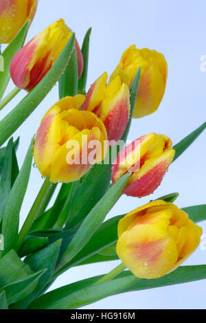 Abstract Yellow and Red Tulips using multi exposure techniques Stock Photo