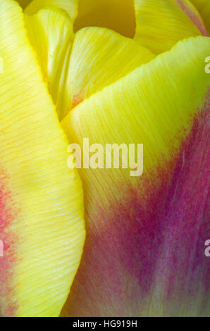 Abstract Yellow and Red Tulips using multi exposure techniques Stock Photo