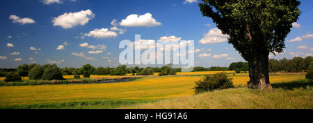 Buttercup fields, river Nene valley, near Castor village, Cambridgeshire, England, UK Stock Photo