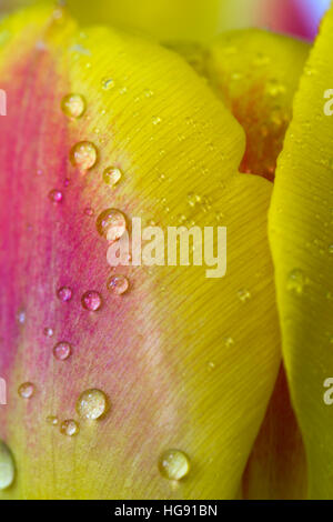 Abstract Yellow and Red Tulips using multi exposure techniques Stock Photo