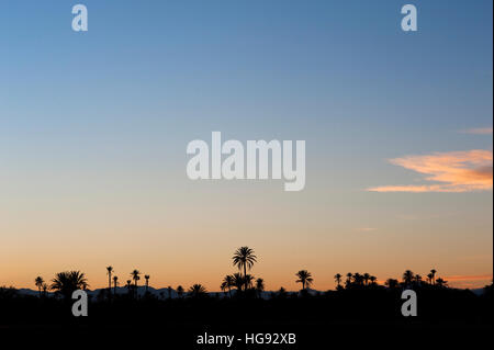 Sunset, Skoura, Morocco. Palm trees silhouetted at sunset in the date palm plantations of Skoura in southern Morocco. Stock Photo